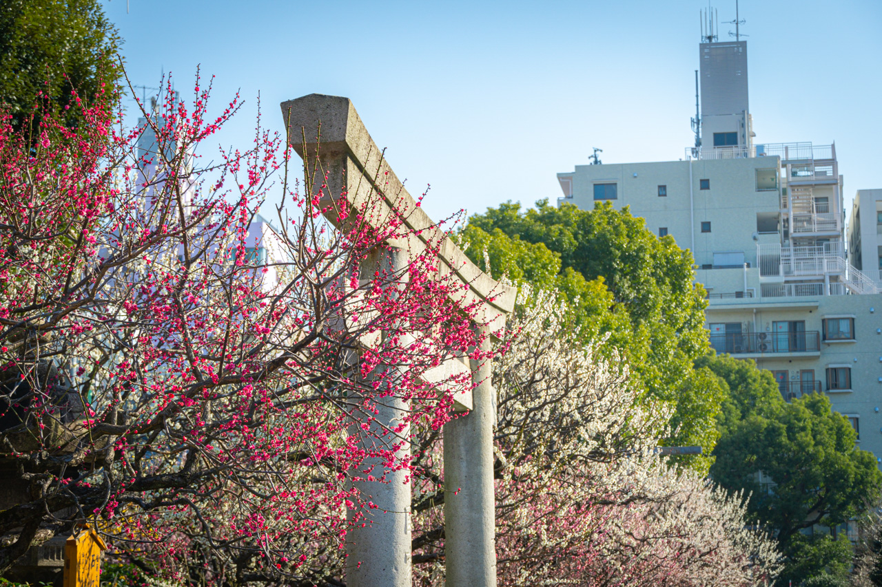 Un paseo por el este de Tokio: flores, santuarios y rincones con encanto