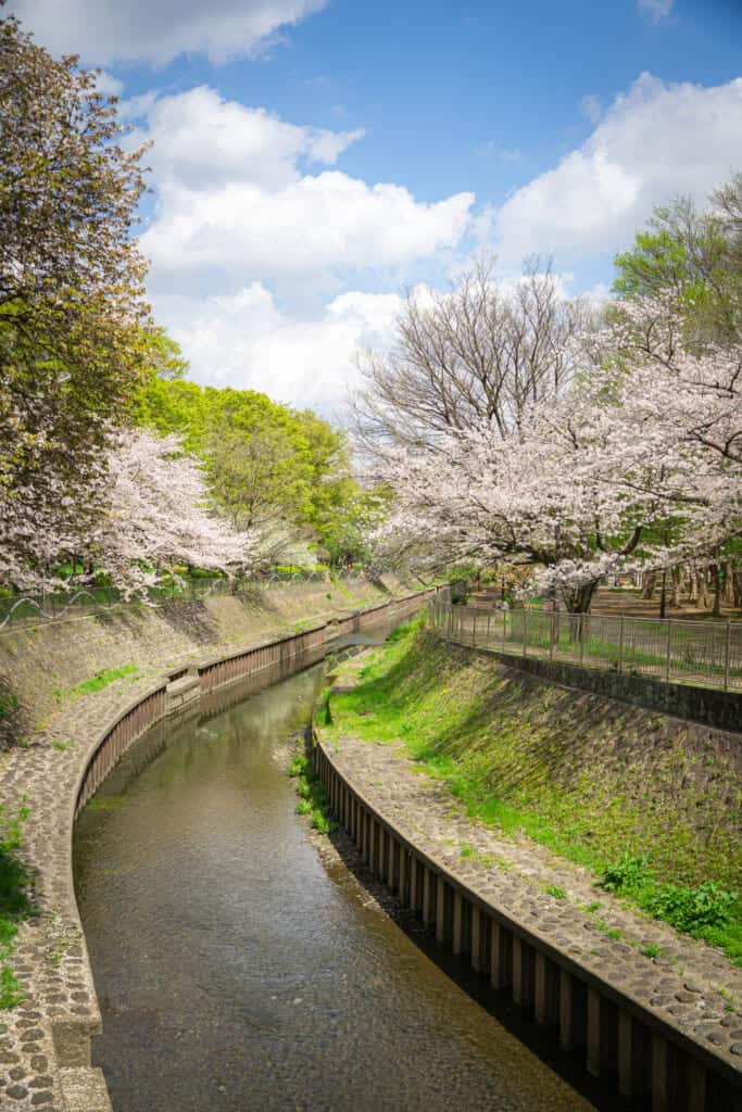 la zona verde del río Zenpukuji