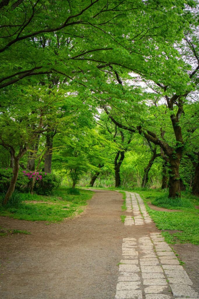 El parque de Zenpukuji en Nishi-Ogikubo