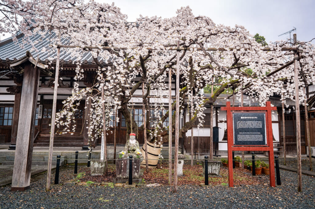 El templo Ryukokuji con su especial cerezo
