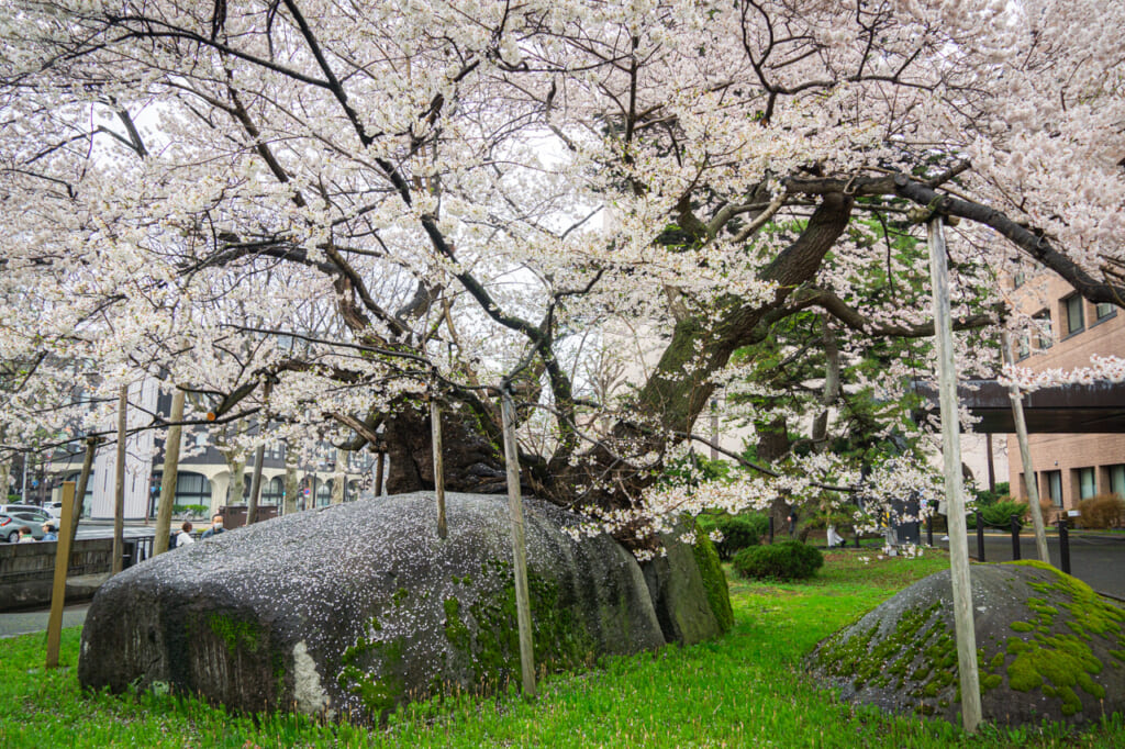 El cerezo ishiwarizakura  que crece de una roca