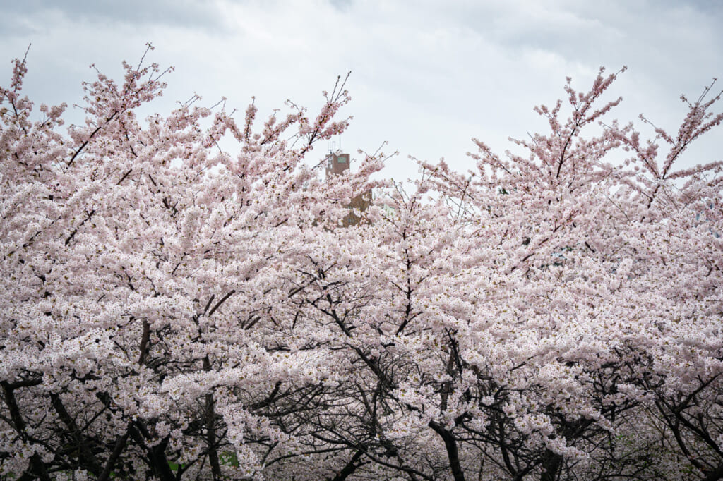 Un mar de cerezos en los terrenos del antiguo castillo de Morioka