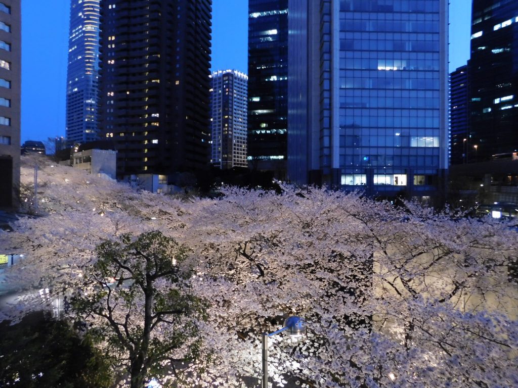 Kirschblüte in Tokio: Roppongi Ark Hills