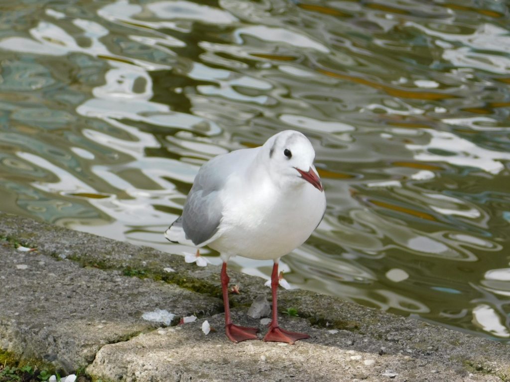 Eine Möwe im Ueno Park.