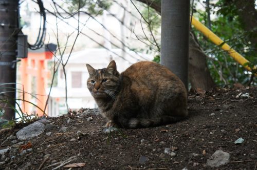 Katzen auf Enoshima
