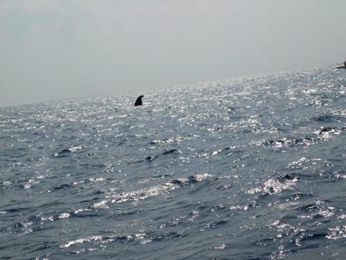 Walbeobachtungstour mit „Cerulean Blue Okinawa“ in Naha