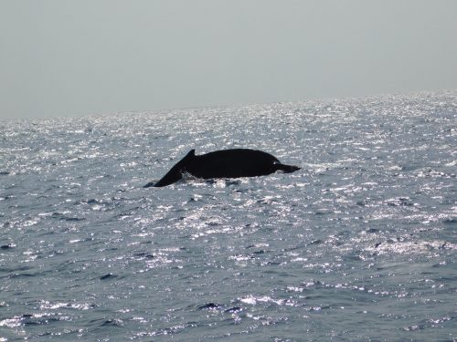 Walbeobachtungstour mit „Cerulean Blue Okinawa“ in Naha