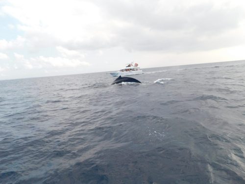 Walbeobachtungstour mit „Cerulean Blue Okinawa“ in Naha