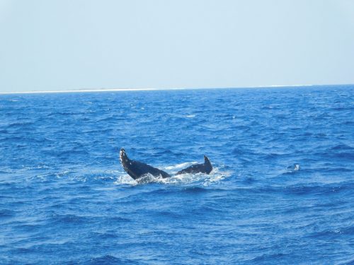 Walbeobachtungstour mit „Cerulean Blue Okinawa“ in Naha