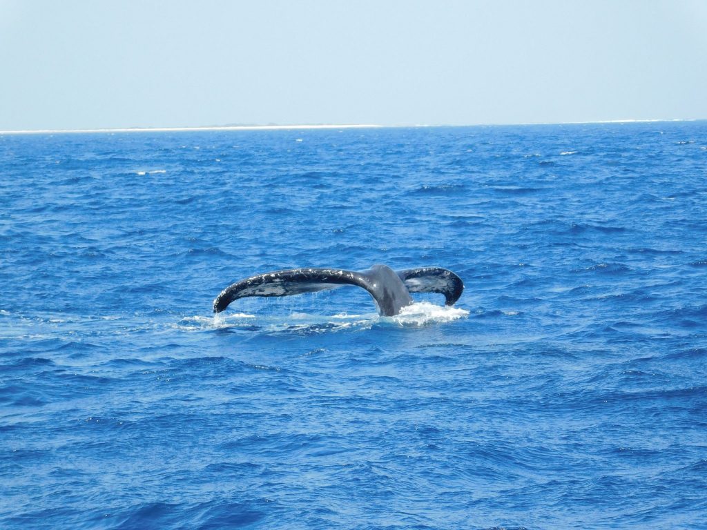 Walbeobachtungstour mit „Cerulean Blue Okinawa“ in Naha