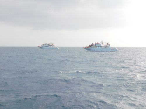 Walbeobachtungstour mit „Cerulean Blue Okinawa“ in Naha
