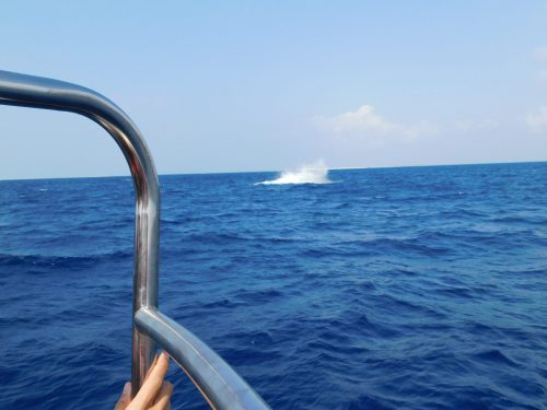 Walbeobachtungstour mit „Cerulean Blue Okinawa“ in Naha