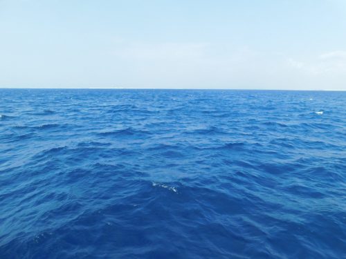 Walbeobachtungstour mit „Cerulean Blue Okinawa“ in Naha