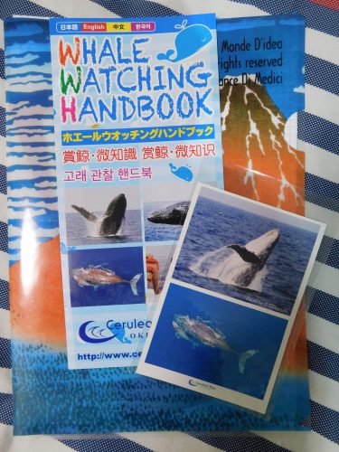 Walbeobachtungstour mit „Cerulean Blue Okinawa“ in Naha