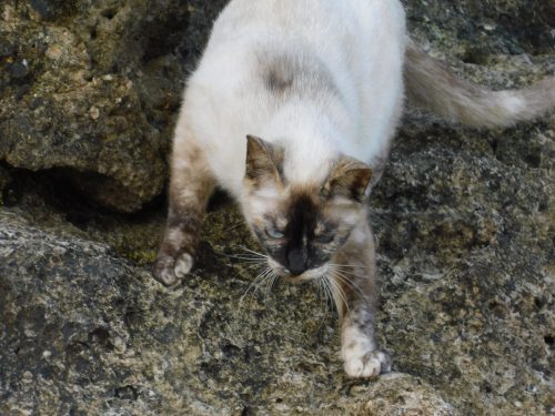 Auch am Strand finden Sie einige der zahlreichen Straßenkatzen.