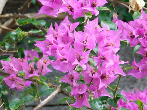 Willkommen auf Okinawa mit seiner faszinierenden Flora und Fauna!