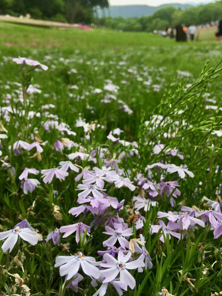 Die Variante Emerald chushion.