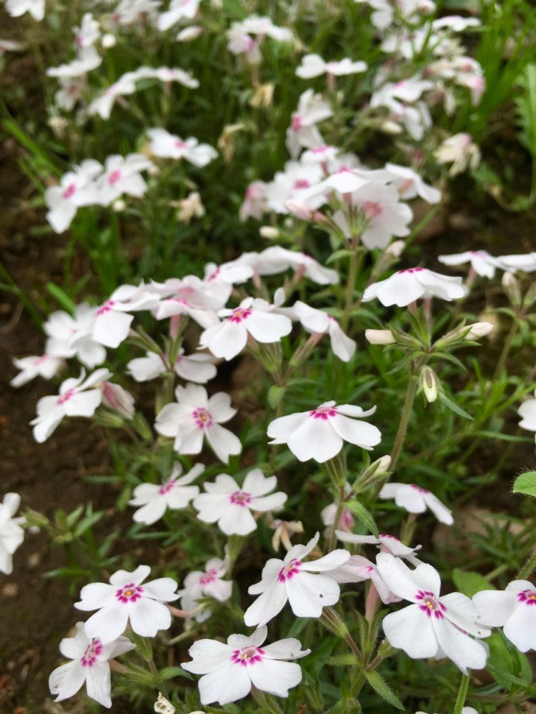 Die weiße Variante der Shibazakura.