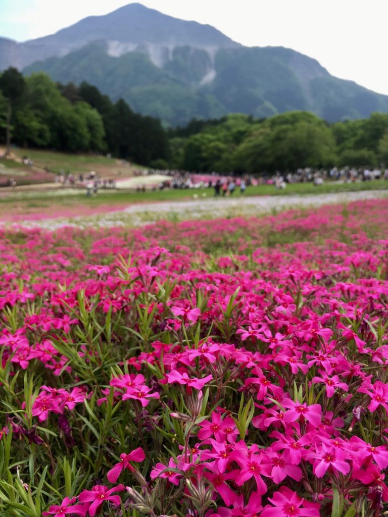 Die Flammenblumen erstrahlen in kräftigen Farben.