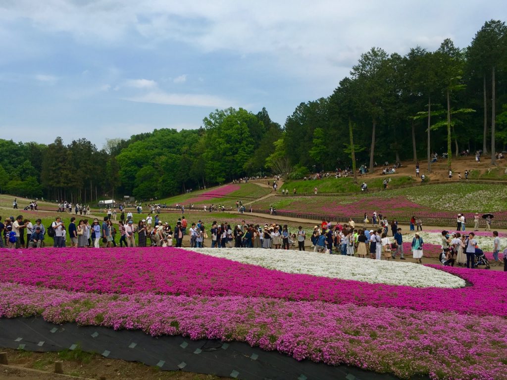 Shibazakura im Hitsujiyama-Park in Chichibua, Präfektur Saitama, Japan.