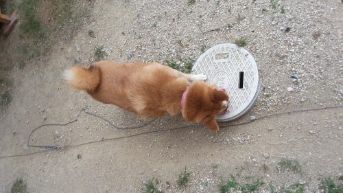 Der Shiba meiner Gastfamilie. 