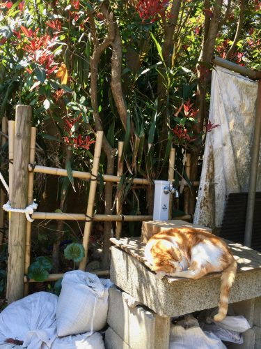 Enoshima ist auch bekannt als Katzeninsel. 