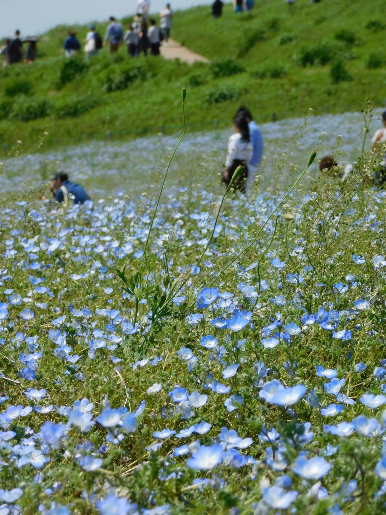 Nemophila, Hainblumen im Hitachi Seaside Park, Präfektur Ibaraki, Japan.