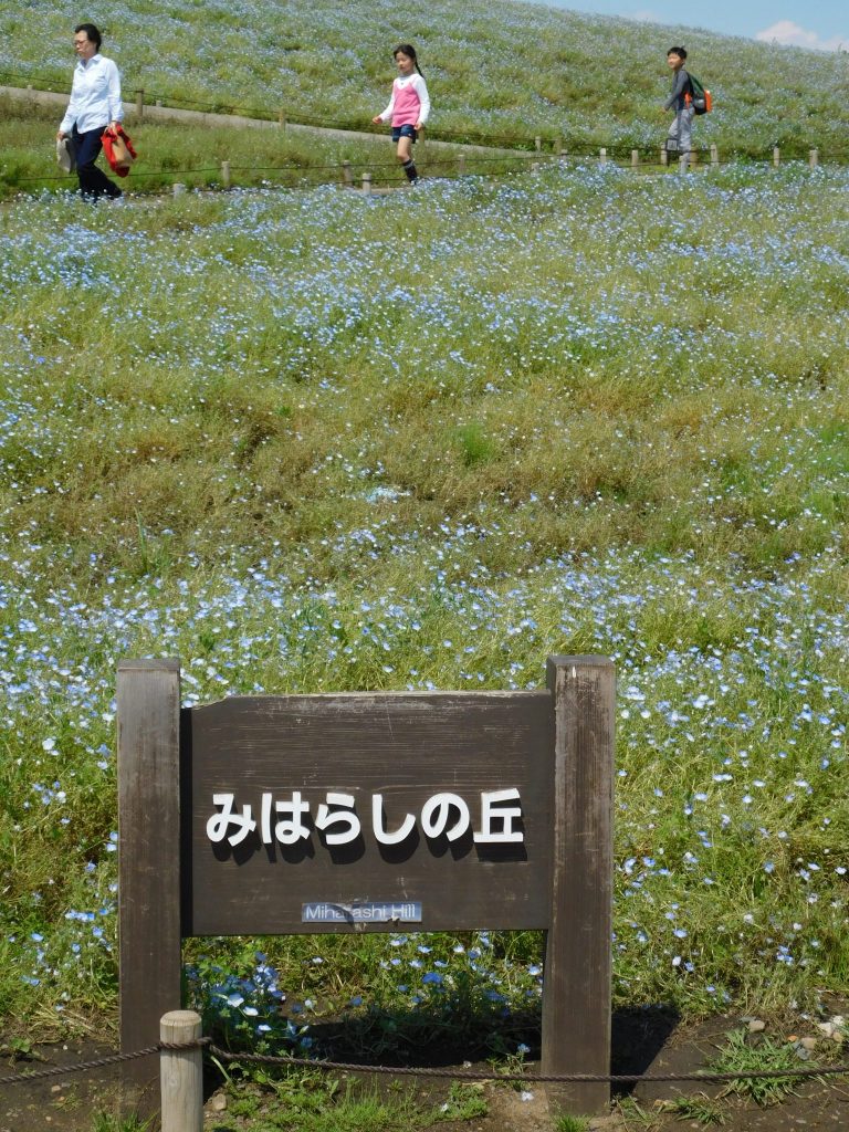 Die Nemophila befinden sich im Miharashi Bereich.