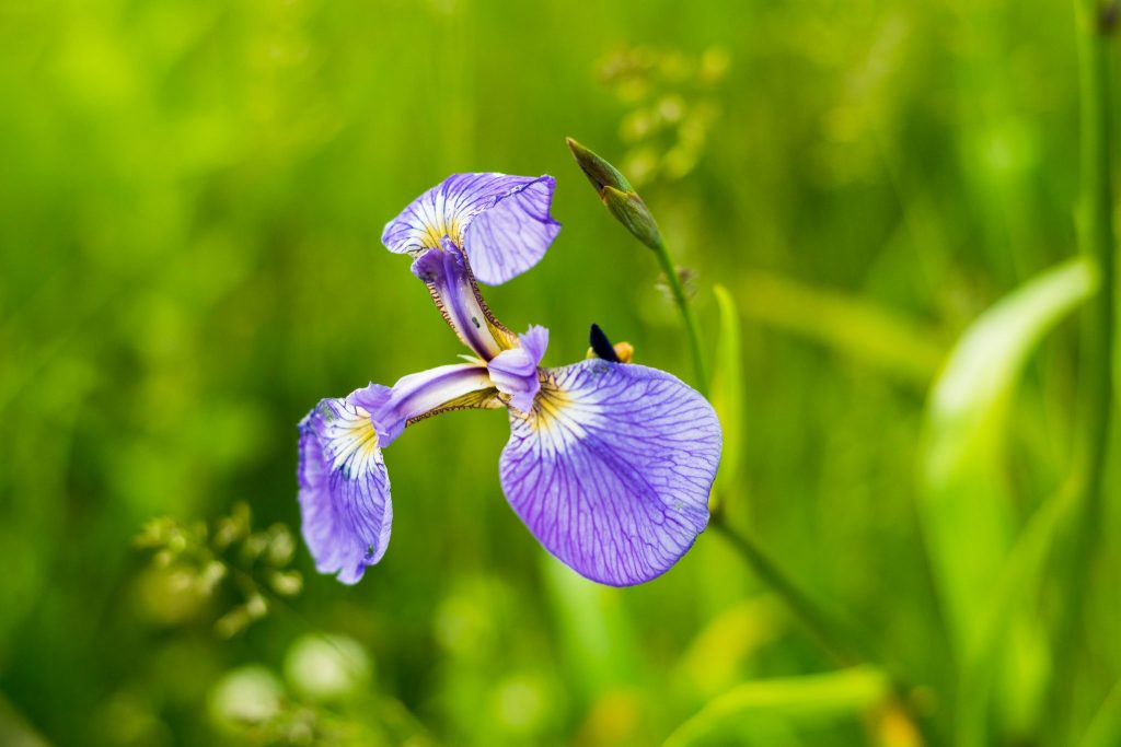 Wildblumen im Koshimizu Genseikaen im Osten Hokkaidos