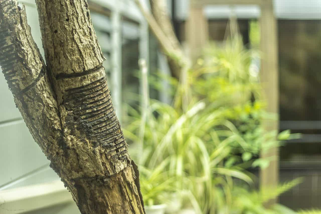 Urushi, der Baum aus dem Tinte entnommen wird.