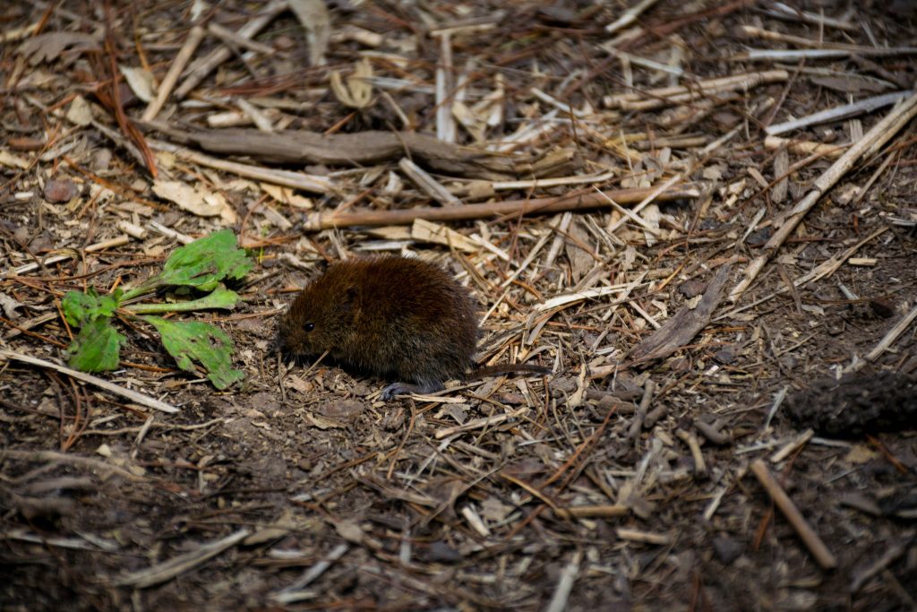 Eine Bergmaus oder auch ezo-yachinezumi genannt.