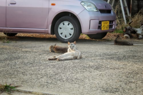 Drei unvergessene Tage auf Ojika, Präfektur Nagasaki, Japan.