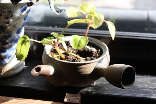 Zu Pflanzschalen umfunktionierte Teekannen.