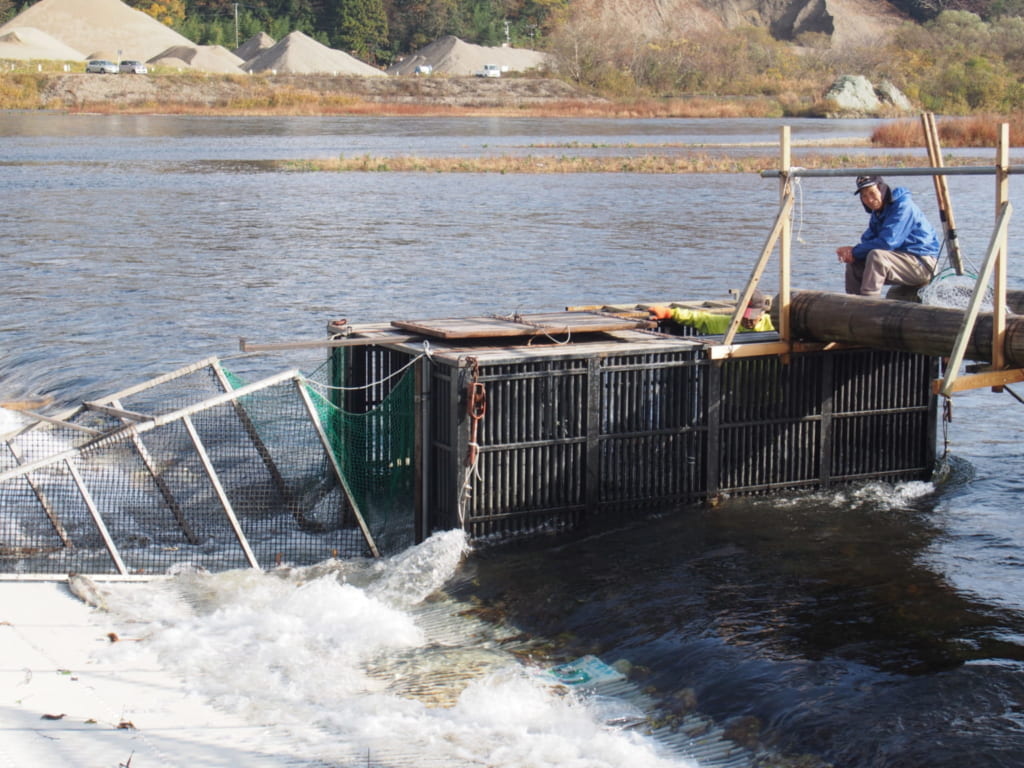 Lachszucht im Fluss Miomote.