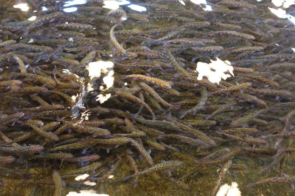 Im Iyoboya Kaikan Lachs Museum können die Lachse beobachtet werden.