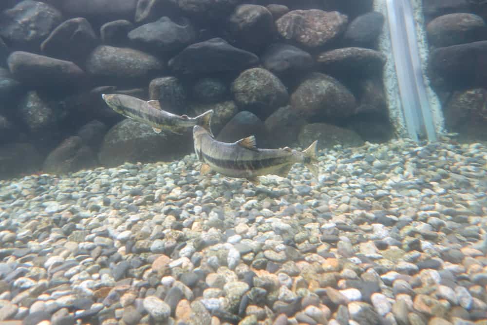 Lachs im Iyoboya Kaikan Lachs Museum.