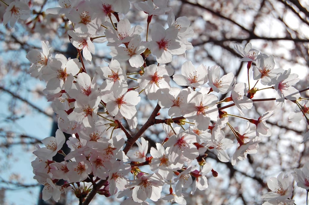 Kirschblüte in Nagayo, Nagasaki.