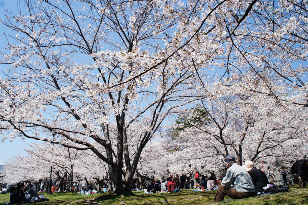 Hanami im Burggarten in Morioka.
