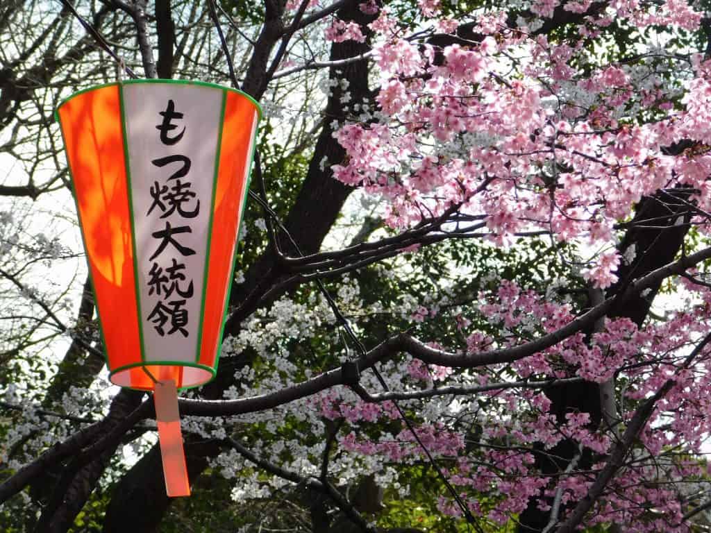Kirschblüte, Hanami in Japan.