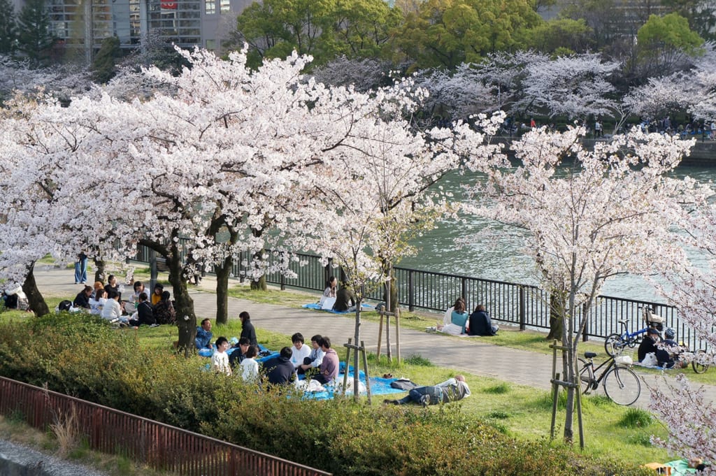 Hanami in Osaka, im Park Sakuranomiya.
