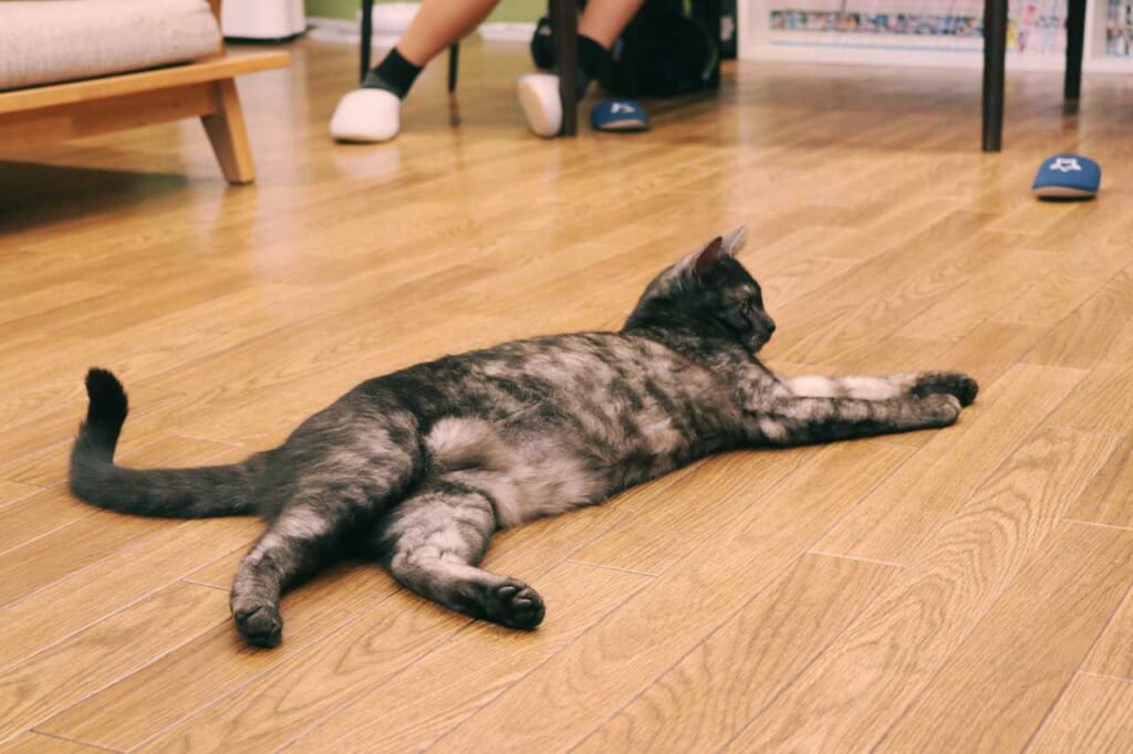 Eine Katze im Cat Café Goma in Akabane.