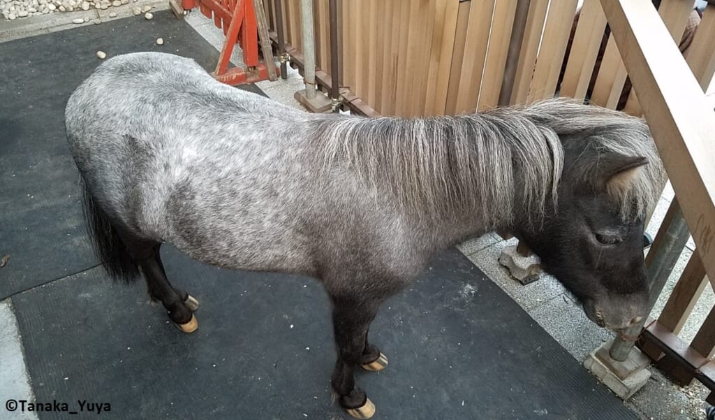 Das Pony Akari am Kanda Myojin Schrein, Pferde in Japan.