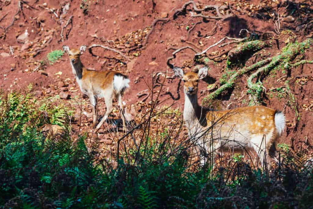 Wildtiere auf der Insel Nozaki in Japan.