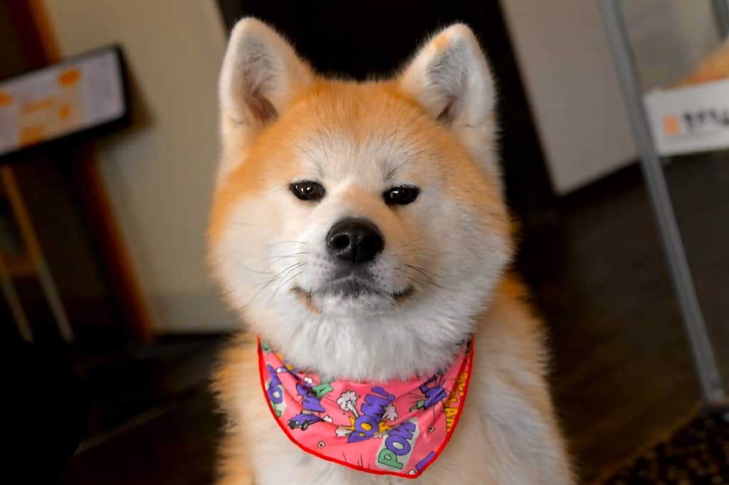 Der Akita Inu ist eine japanische Hunderasse.