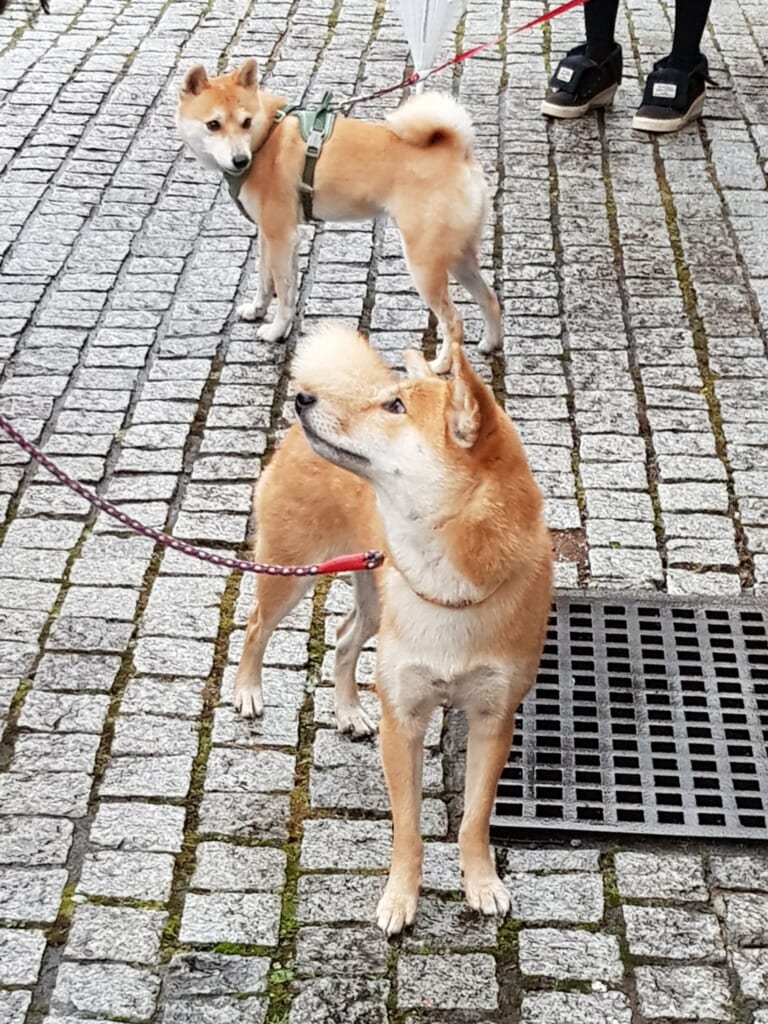 Japanische Hunde beim Gassi gehen.
