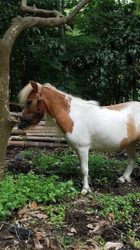 Reiten in der Nähe von Tokio; Nagisa.