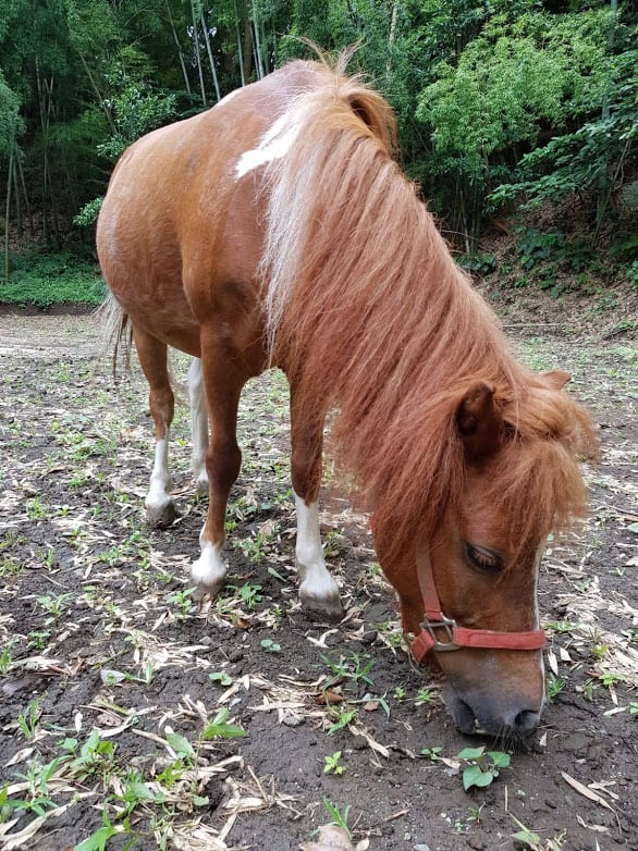 Reiten in der Nähe von Tokio; Run.