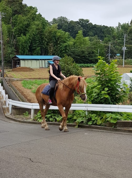 Der Haflinger-Mix-Wallach Tundra.