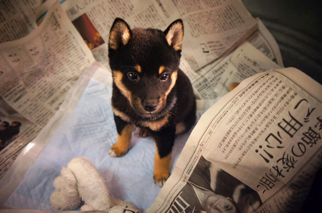 Shiba Inu in schwarzloh.