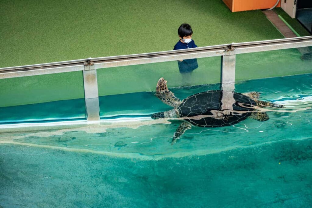 Eine Meeresschildkröte im Aquarium.